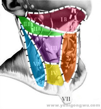 颈部淋巴结分布